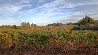 Land for sale in Viseu, Portugal — €53,000