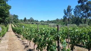 Land for sale in Penalva do Castelo, Portugal — €18,000