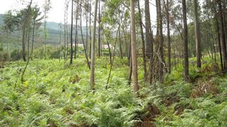 Land for sale in Ponte de Lima, Portugal — €36,000