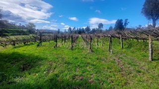 Land for sale in Ponte de Lima, Portugal — €42,000