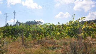 Land for sale in Monção, Portugal — €1,000,000