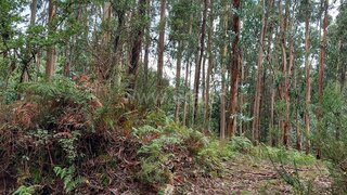 Terreno para venda em Ponte de Lima, Portugal — 29 000 €