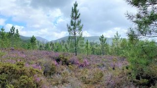 Land for sale in Caminha, Portugal — €25,000