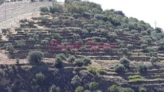 Land for sale in Torre de Moncorvo, Portugal — €54,000