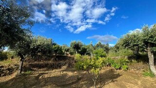 Land for sale in Castelo Branco, Portugal — €8,750