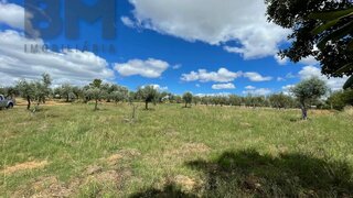 Terreno de 875 m² em Castelo Branco