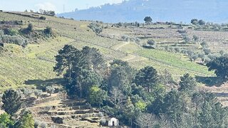Terreno em Mesão Frio