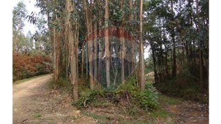 Terreno em Mortágua