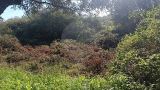 Terreno em Penamacor