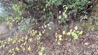 Land for sale in Castelo Branco, Portugal — €3,900