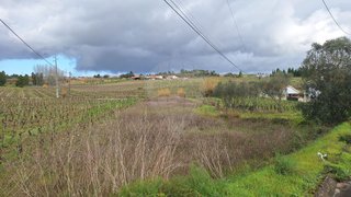 Land for sale in Anadia, Portugal — €4,950