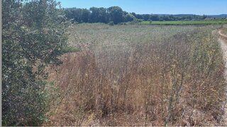 Land for sale in Torres Novas, Portugal — €14,000
