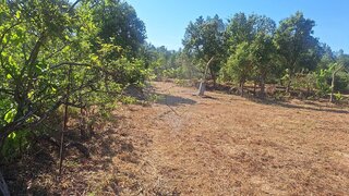 Terreno de 6880 m² em Castelo Branco