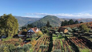 Terreno em Alijó