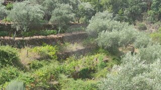 Terreno em Alijó
