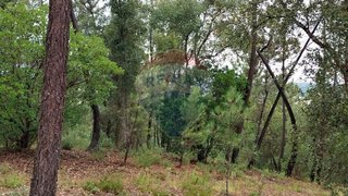 Land for sale in Sertã, Portugal — €140,000
