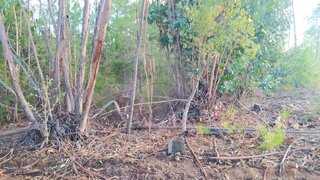 Terreno em Idanha-a-Nova