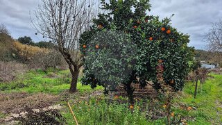 Land for sale in Ponte de Sor, Portugal — €30,000
