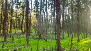 Terreno em Vagos