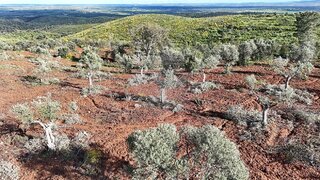 Terreno de 10 000 m² em Castelo Branco