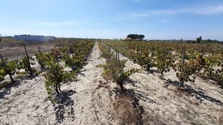Land for sale in Almeirim, Portugal — €43,000