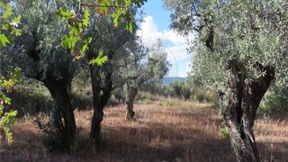 Land for sale in Fundão, Portugal — €29,900