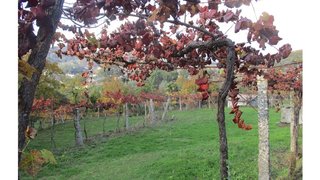 Land for sale in Arcos de Valdevez, Portugal — €12,000