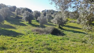 Land for sale in Torres Novas, Portugal — €14,000