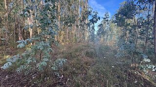 Terreno em Porto de Mós
