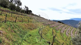 Terreno em Santa Marta de Penaguião