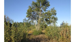 Land for sale in Mangualde, Portugal — €17,500