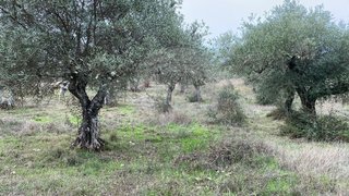 Terreno de 1600 m² em Castelo Branco