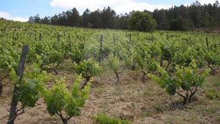 Land for sale in Tondela, Portugal — €45,000
