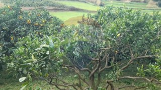 Land for sale in Nordeste, Portugal — €29,900