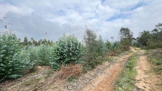 Land for sale in Tomar, Portugal — €15,000