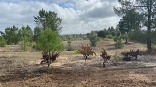 Land for sale in Coruche, Portugal — €140,000