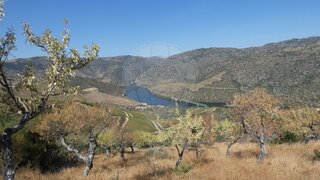 Land for sale in São João da Pesqueira, Portugal — €36,000