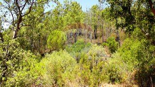 Land for sale in Ferreira do Zêzere, Portugal — €9,000