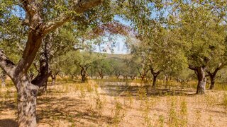 Land for sale in Estremoz, Portugal — €35,000