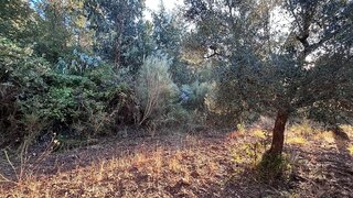 Land for sale in Penamacor, Portugal — €6,300