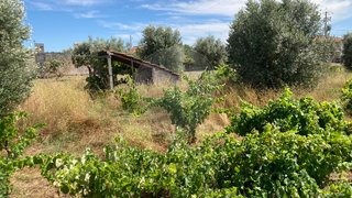 Terreno em Abrantes