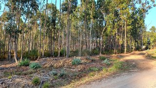 Land for sale in Pombal, Portugal — €15,000
