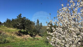 Land for sale in Mação, Portugal — €6,650