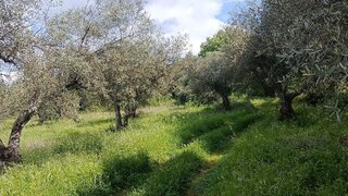 Land for sale in Penamacor, Portugal — €6,000