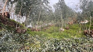 Terreno para venda em Pombal, Portugal — 260 000 €