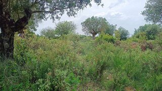 Terreno · 4840 m² · 6900 €