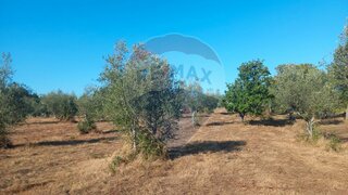 Land for sale in Alvaiázere, Portugal — €40,000