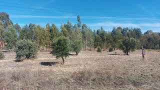 Land for sale in Abrantes, Portugal — €18,500