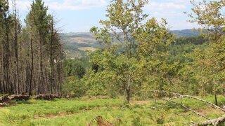 Terreno em Penalva do Castelo