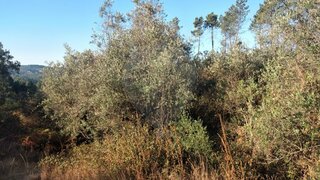 Land for sale in Sertã, Portugal — €5,000